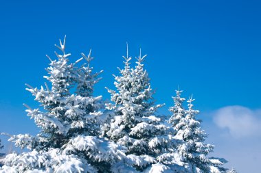 Forest in winter - snowy firtrees clipart