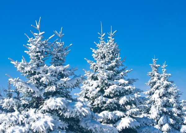 Stock image Winter forest - snowy firtrees