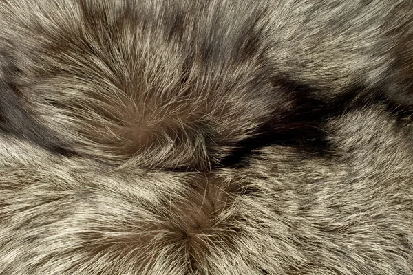 Closeup of polar Fox fur — Stock Photo, Image