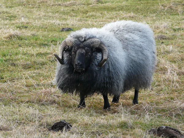 Typiske islandske får - Stock-foto