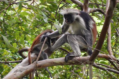 Endangerd Zanzibar red colobus monkey clipart