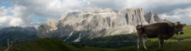 Dolomites inek