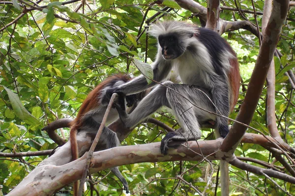 Gefährdeter Sansibar-Roter Colobus-Affe — Stockfoto