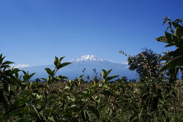 Величественная гора Килиманджаро — стоковое фото
