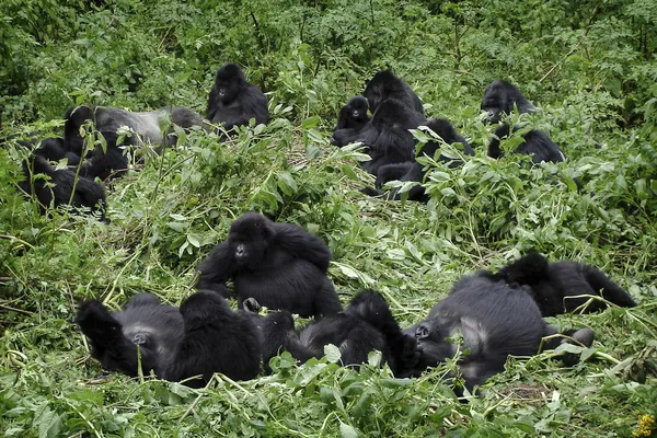 A hegyi gorillák csoport — Stock Fotó