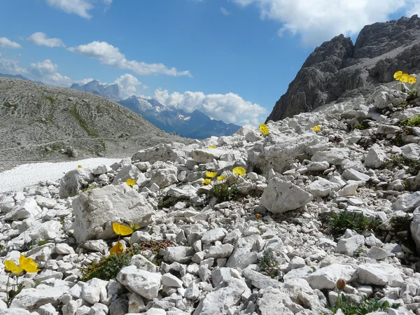 Paysage de montagne avec des fleurs jaunes — Photo