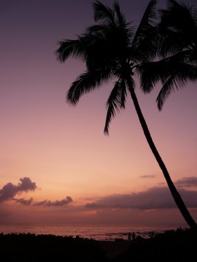 Warm, tropical sunset clipart