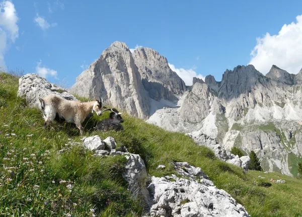 Chèvres de montagne — Photo