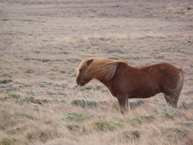 Icelandic horse clipart