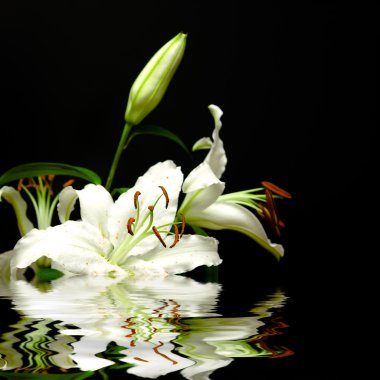 White flowers and reflexion clipart