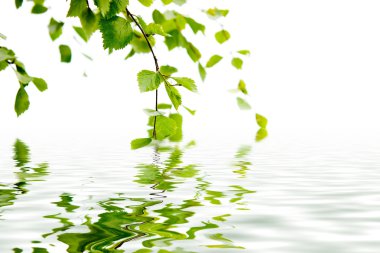 Branch of a birch and reflexion in water clipart