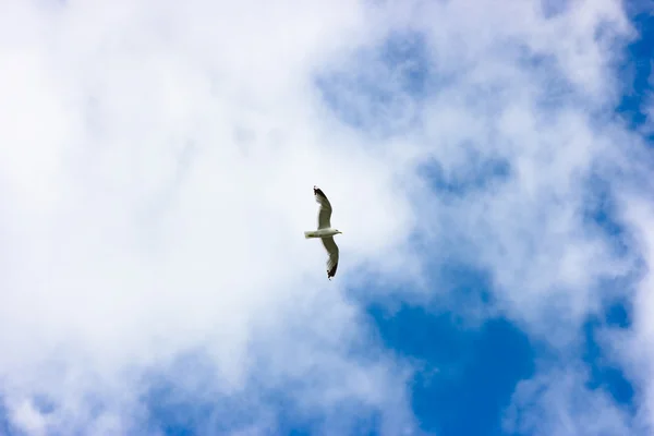 翱翔的海鸥 — 图库照片