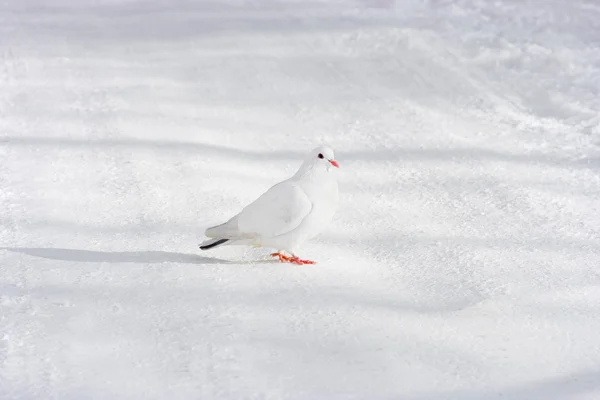 Stock image Pigeon