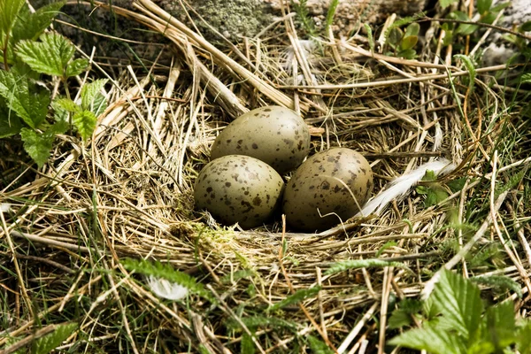 Nest mit Eiern — Stockfoto