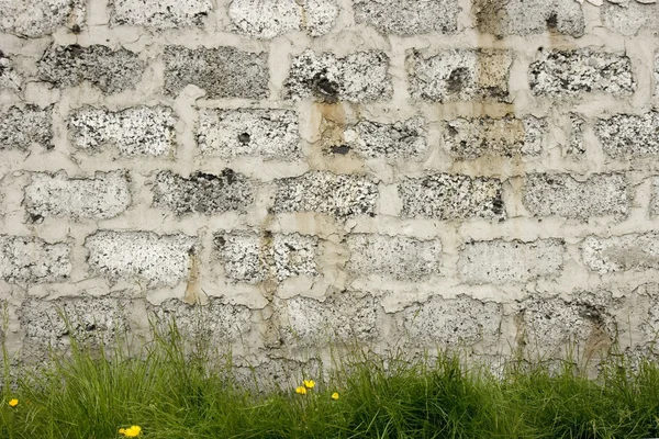 Mur et herbe — Photo