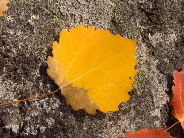 stock image Autumn sheet