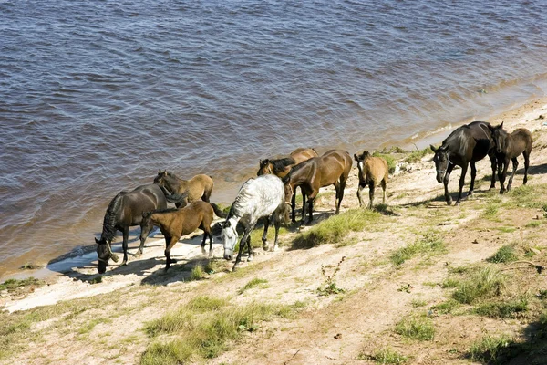 Stock image Grazed on river bank herd of horses