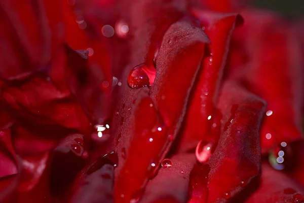 Rocía las gotas sobre el pétalo de la rosa roja — Foto de Stock