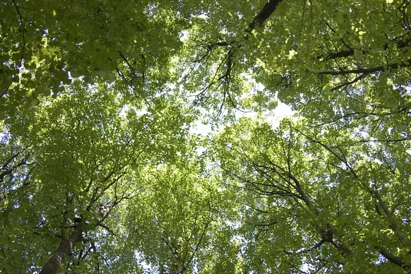 stock image The sky through green foliage