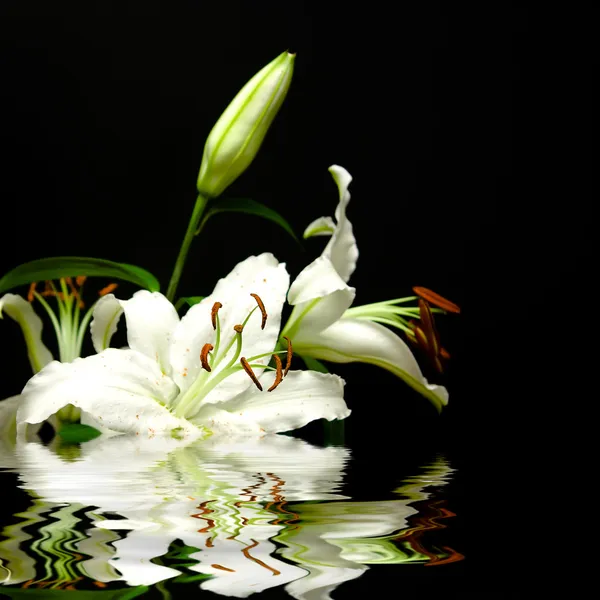 Witte bloemen en reflectie — Stockfoto