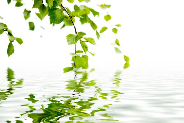 Zweig einer Birke und Reflexion im Wasser — Stockfoto