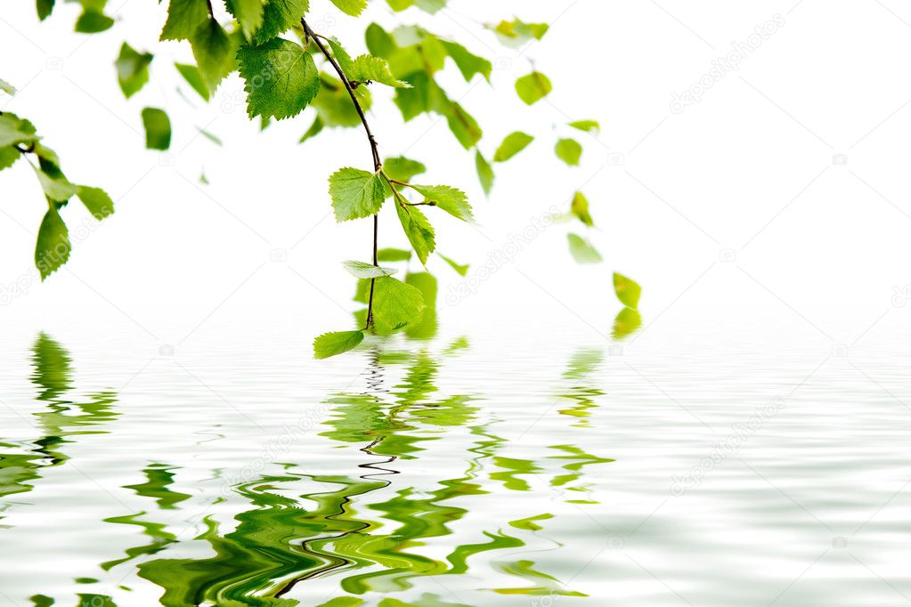 Branch of a birch and reflexion in water