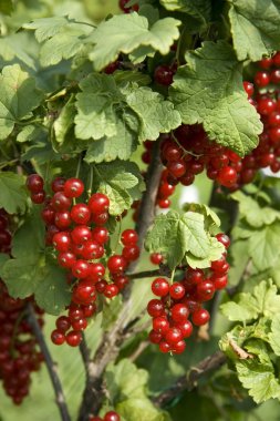 Bush with berries of a red currant clipart