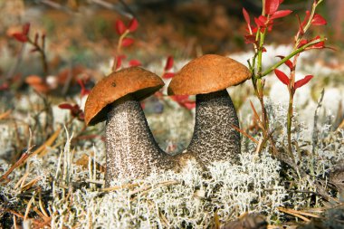 Aspen mushrooms in wood clipart