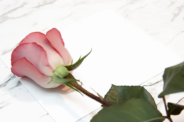 Κόκκινο τριαντάφυλλο και το γράμμα — Φωτογραφία Αρχείου