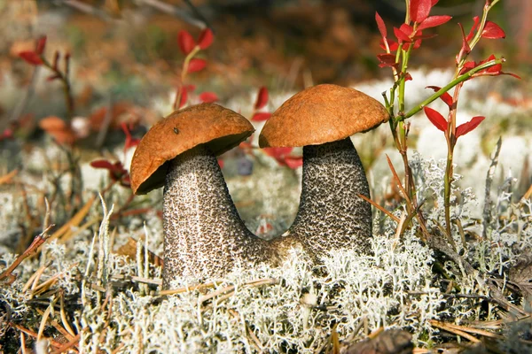 stock image Aspen mushrooms in wood