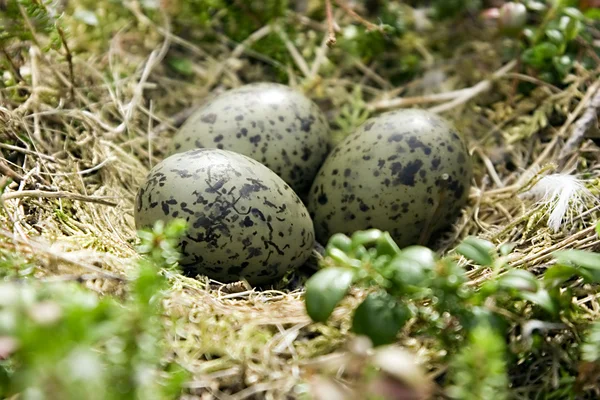 Яйця в гнізді — стокове фото