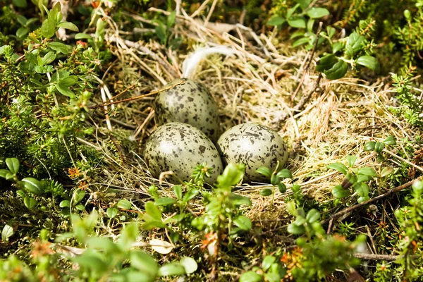 Eier — Stockfoto