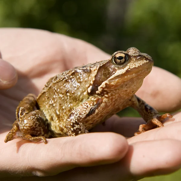 Stock image Frog