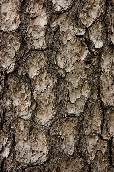 Casca textural — Fotografia de Stock