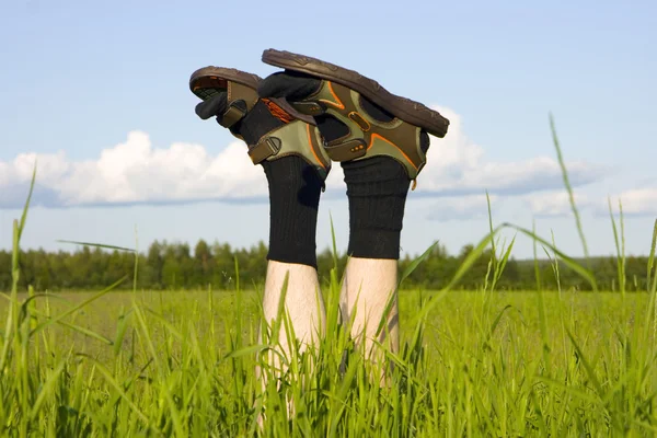 stock image In the field