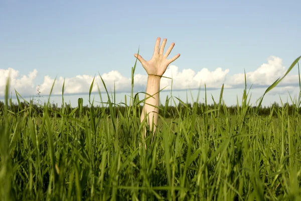 Hand i en gräs — Stockfoto