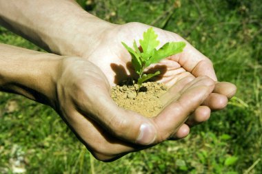 Small tree in hands clipart