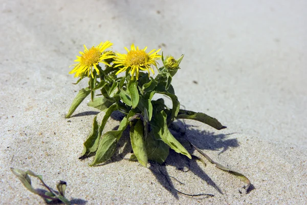 Kum üzerine çiçek — Stok fotoğraf