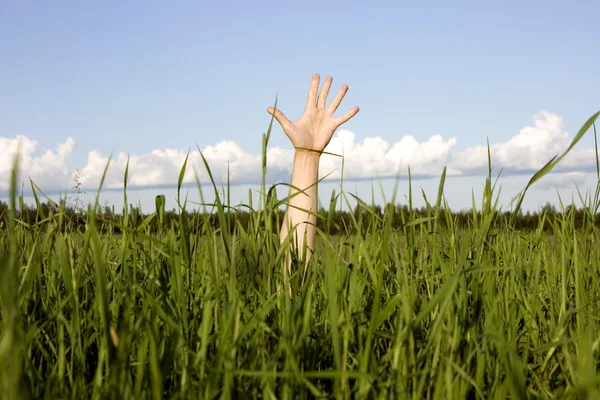 Hand i en gräs — Stockfoto