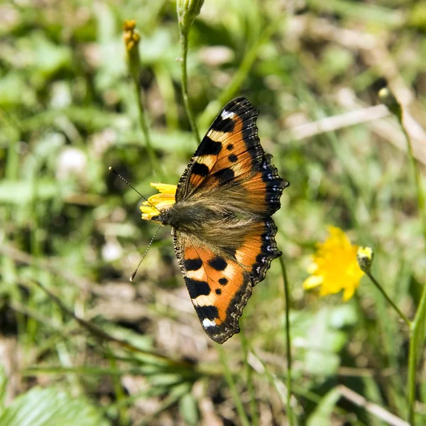 stock image The butterfly in wood