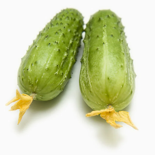 Two fresh cucumbers — Stock Photo, Image