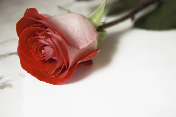 Rose and sheet of paper — Stock Photo, Image