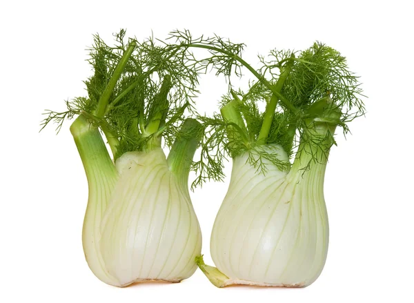 Two fennel — Stock Photo, Image
