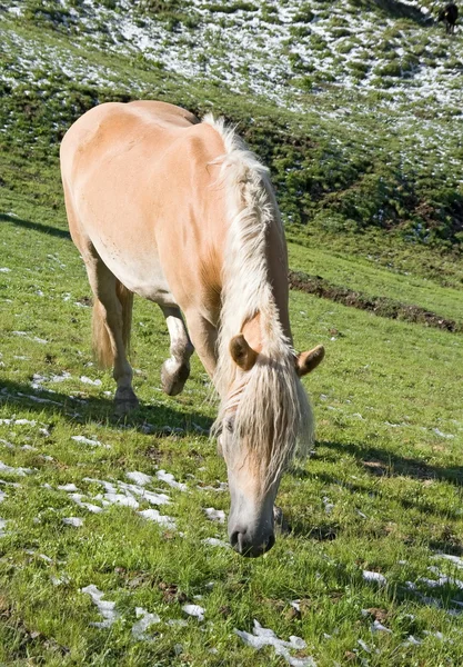 Haflinger horse — Stock Photo, Image