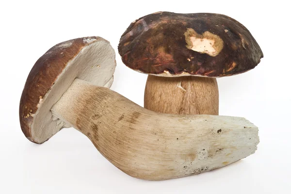 Білий гриб (бронзовий ) — стокове фото
