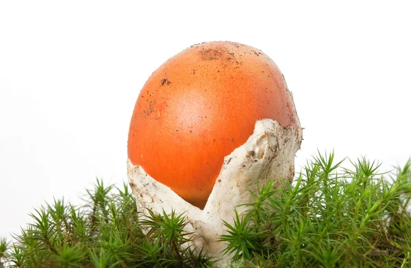Amanita caesarea grzyb — Zdjęcie stockowe