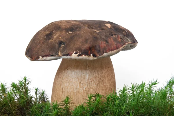 Белый гриб на мускус — стоковое фото