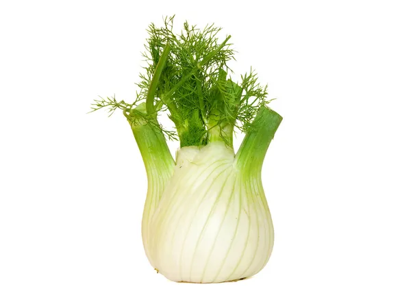 Fennel Stock Picture