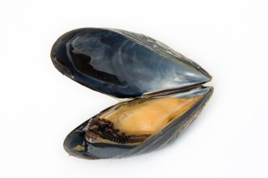 Mussel boiled clipart