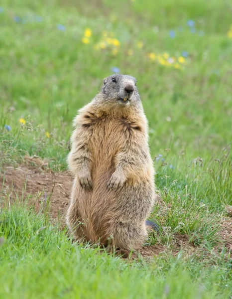 Marmotte sentinelle — Photo